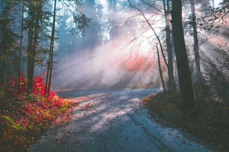 Sunlit autumn forest path in Zurich, Switzerland, illuminated by vibrant fall colors and morning mist.