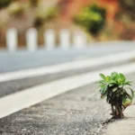 A small plant thriving on a road, symbolizing resilience and survival in urban environments.