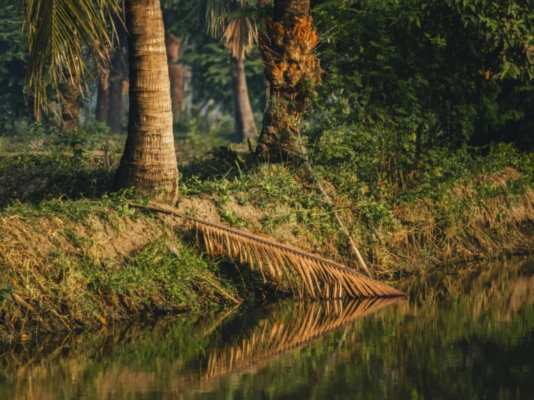 Calm river bank with palm trees and reflections in Bagerhat, Bangladesh.