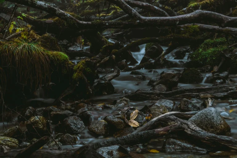 A tranquil forest creek flows over mossy rocks and under twisted branches.