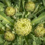 Detailed view of fresh, edible artichokes with green leaves in a garden setting.