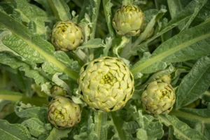 Detailed view of fresh, edible artichokes with green leaves in a garden setting.