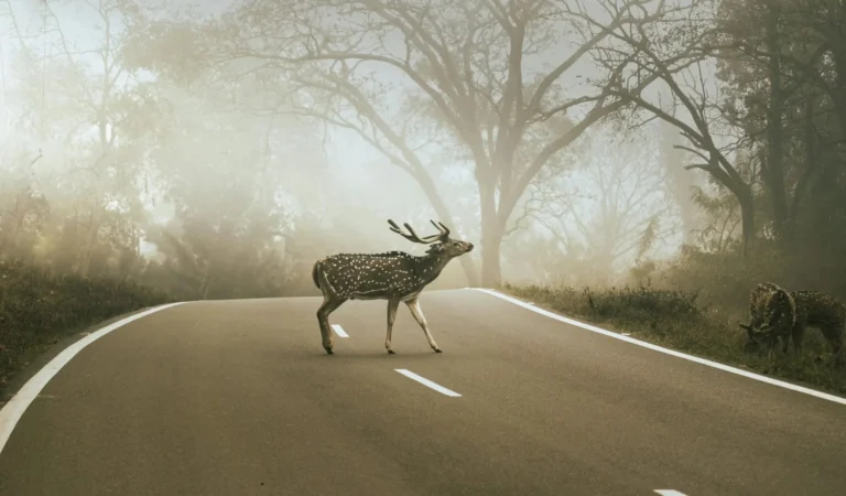 A striking image of a deer crossing a foggy forest road, surrounded by serene wilderness.
