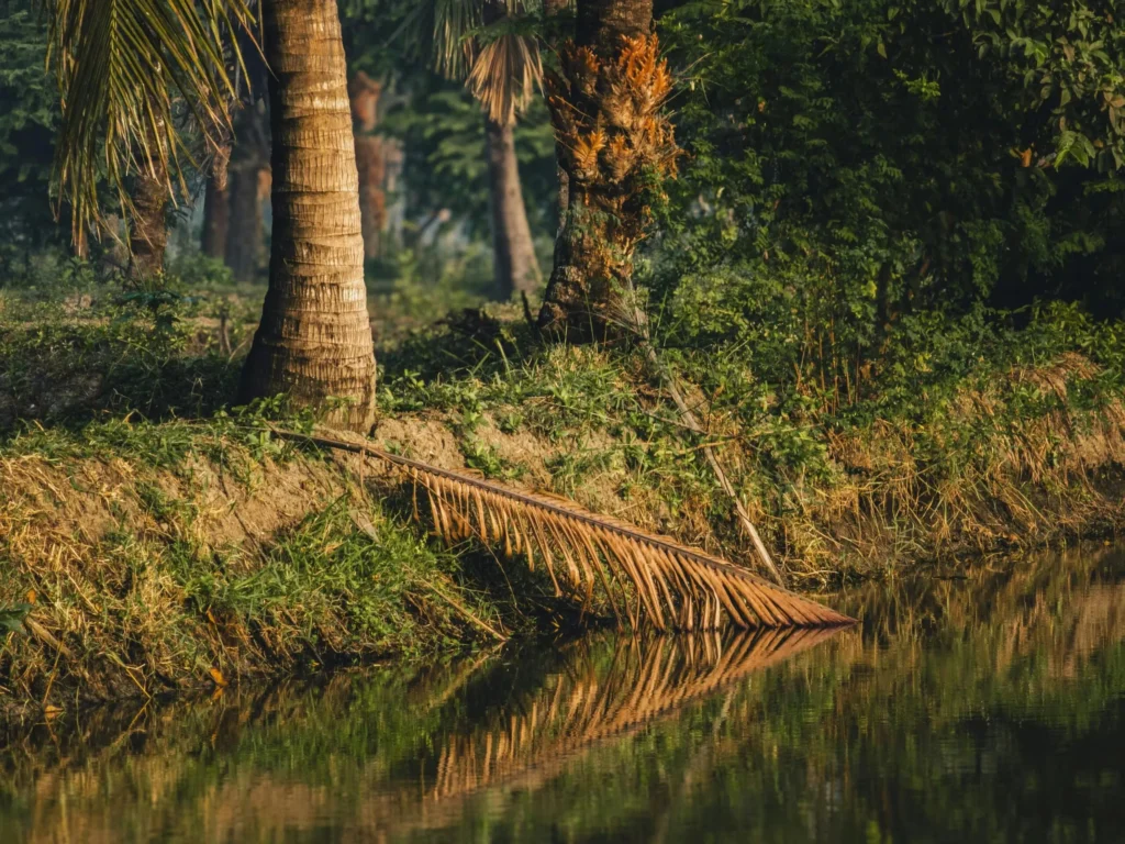 Calm river bank with palm trees and reflections in Bagerhat, Bangladesh.