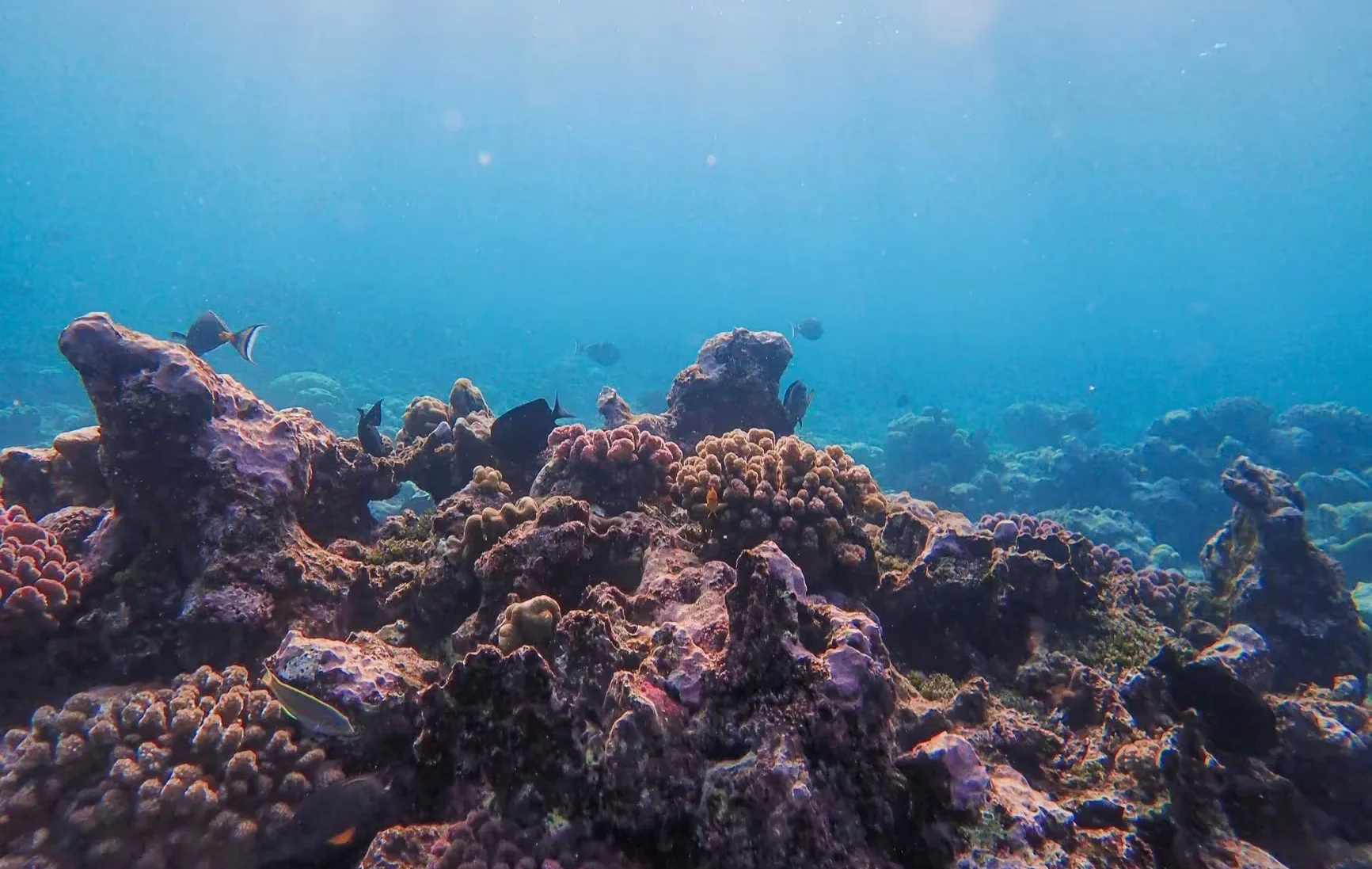 Discover the vibrant colors of a tropical coral reef underwater, teeming with marine life.