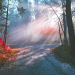 Sunlit autumn forest path in Zurich, Switzerland, illuminated by vibrant fall colors and morning mist.