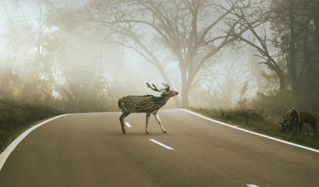 A striking image of a deer crossing a foggy forest road, surrounded by serene wilderness.