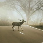 A striking image of a deer crossing a foggy forest road, surrounded by serene wilderness.