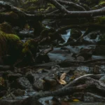 A tranquil forest creek flows over mossy rocks and under twisted branches.
