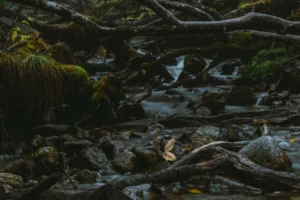 A tranquil forest creek flows over mossy rocks and under twisted branches.