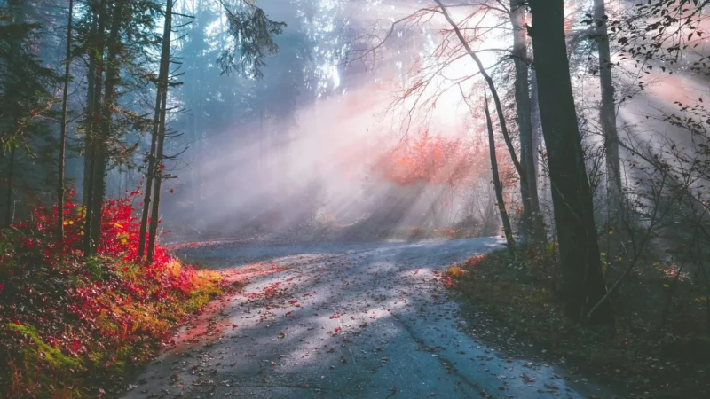 Sunlit autumn forest path in Zurich, Switzerland, illuminated by vibrant fall colors and morning mist.