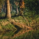 Calm river bank with palm trees and reflections in Bagerhat, Bangladesh.
